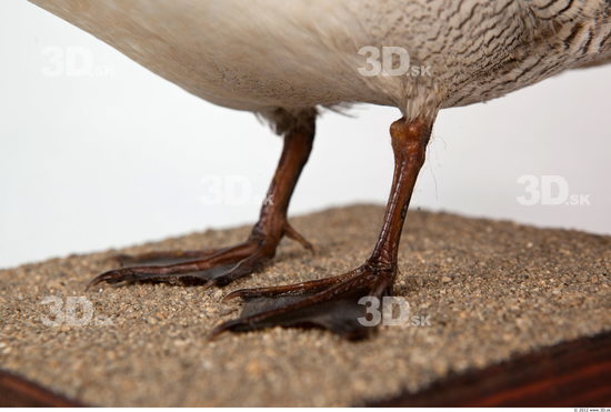 Leg Duck