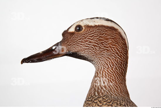 Head Duck