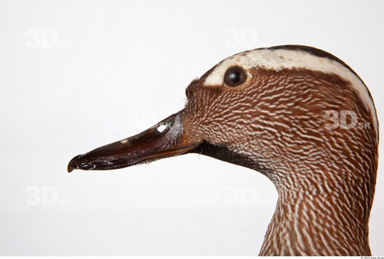 Head Duck