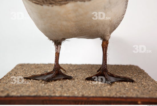 Leg Duck
