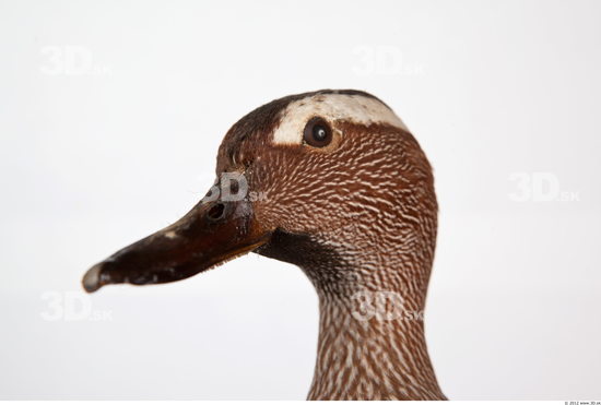 Head Duck