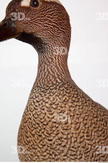 Neck Duck