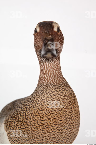 Neck Duck