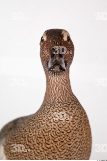 Neck Duck