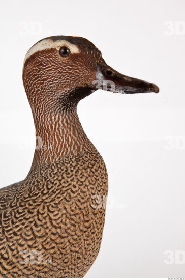 Neck Duck