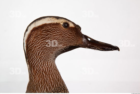 Head Duck