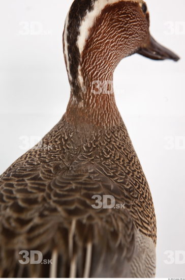 Neck Duck