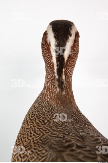 Head Duck