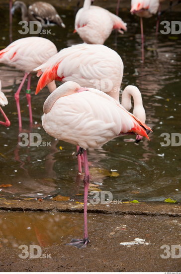 Whole Body Flamingos