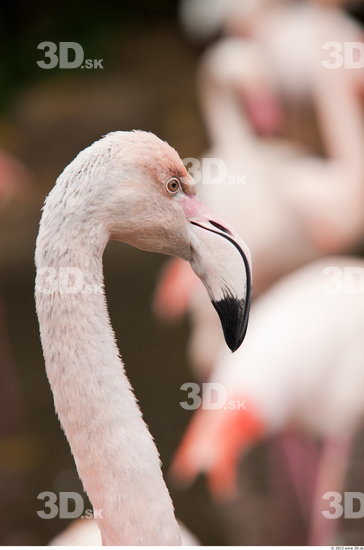 Whole Body Flamingos