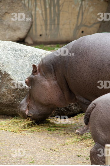 Tail Hippopotamus