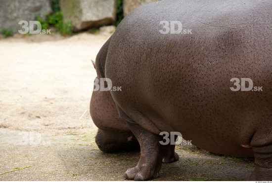 Tail Hippopotamus