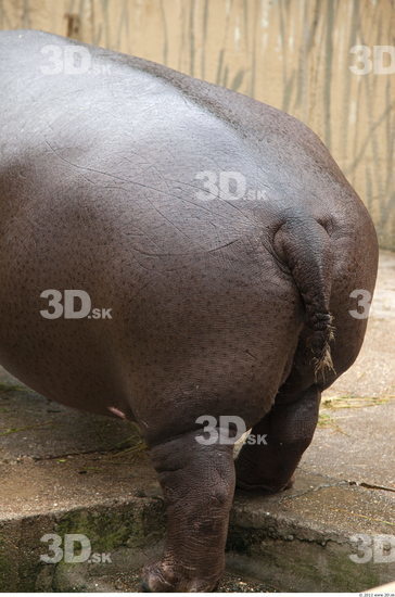 Tail Hippopotamus