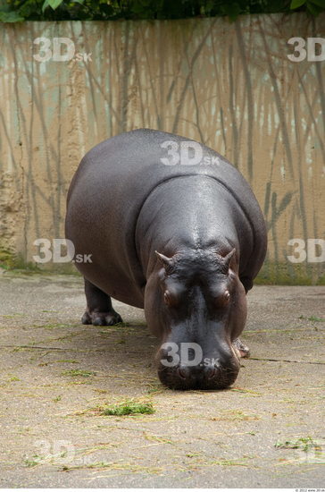 Whole Body Hippopotamus