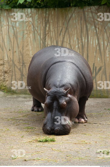 Whole Body Hippopotamus