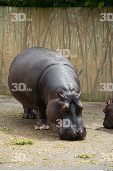 Whole Body Hippopotamus