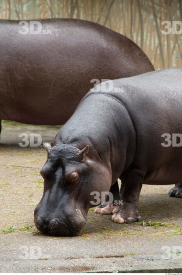 Head Hippopotamus