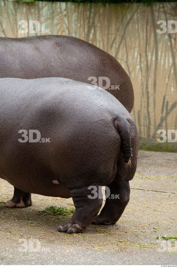 Whole Body Hippopotamus