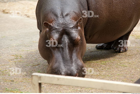 Head Hippopotamus