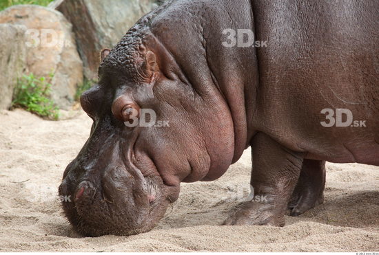 Head Hippopotamus