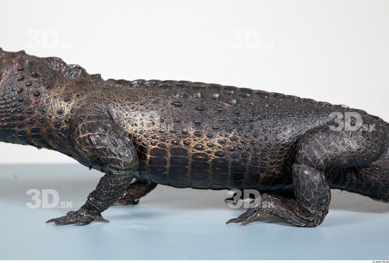 Whole Body Crocodile