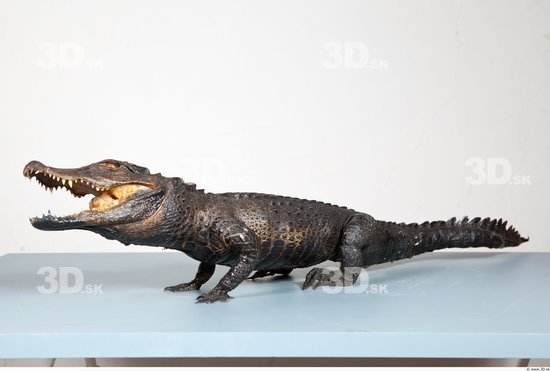 Whole Body Crocodile