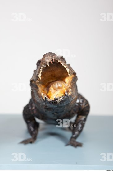 Mouth Crocodile