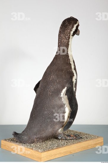 Whole Body Penguin