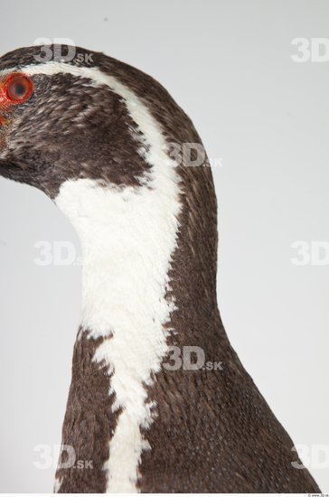 Neck Penguin