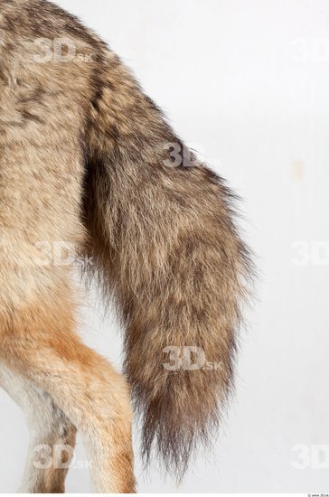 Tail Wolf