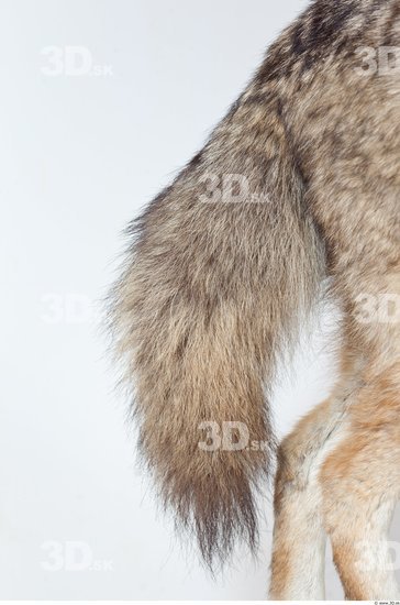 Tail Wolf