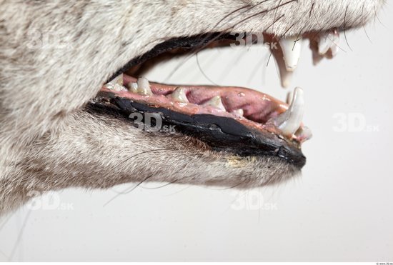 Teeth Wolf