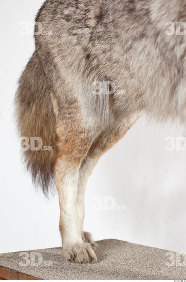 Leg Wolf