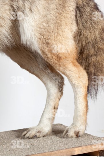 Leg Wolf