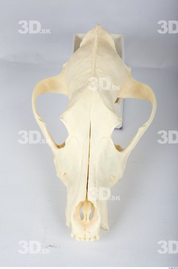 Head Skeleton Dog