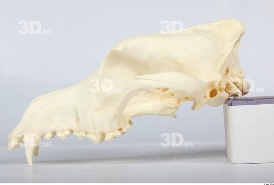 Head Skeleton Dog