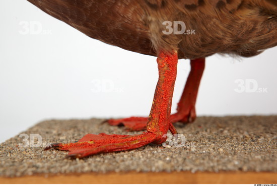 Foot Bird