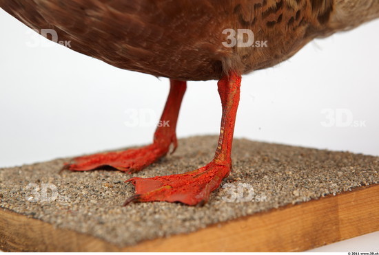 Foot Bird