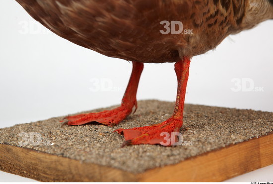 Foot Bird