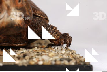 Turtle 0003