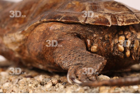 Turtle