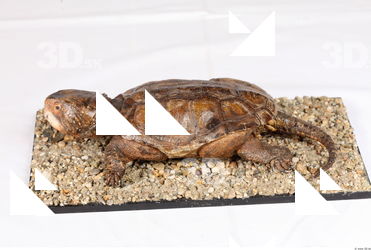 Turtle 0105