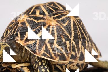 Turtle shell reference 0001