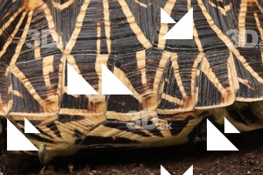 Turtle shell reference 0001