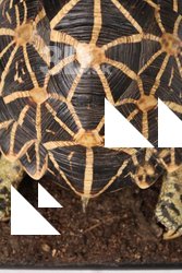Turtle shell reference 0001