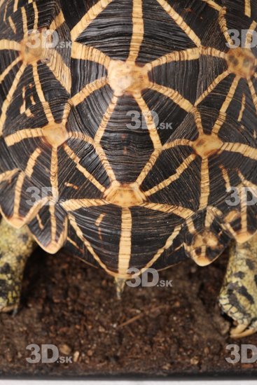 Turtles