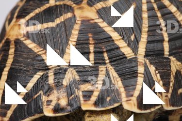 Turtle shell reference 0001