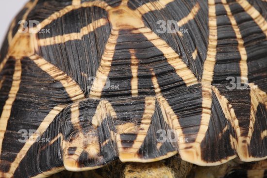 Turtles