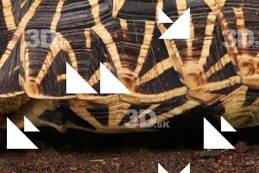 Turtle shell reference 0001