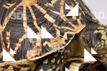Turtle shell reference 0001